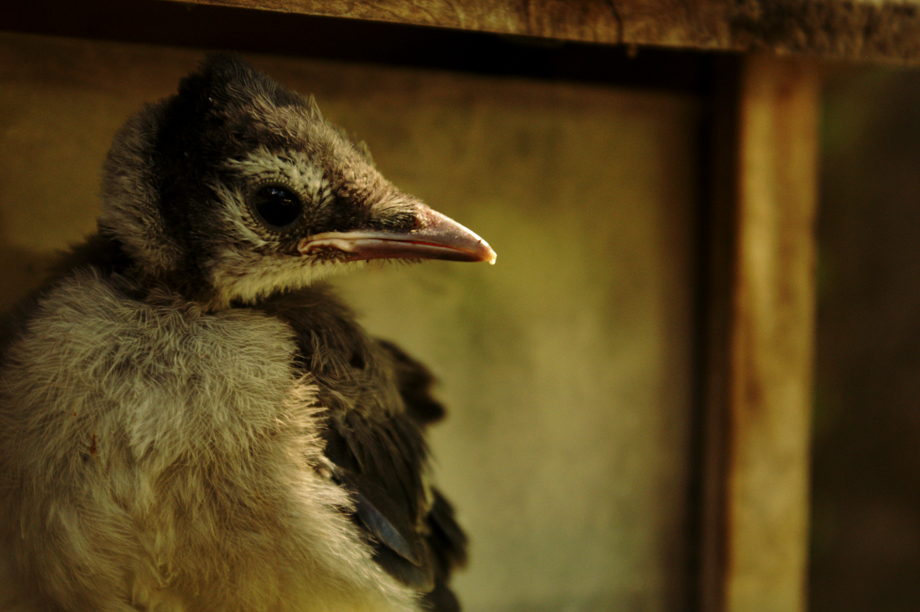 KONICA MINOLTA DIGITAL CAMERA