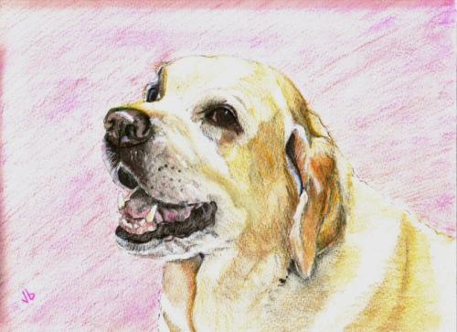 Watercolor portrait of a happy labrador.