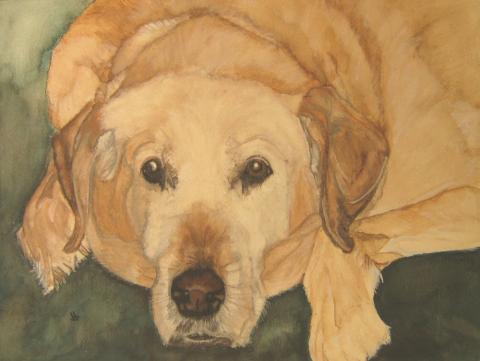 Water color painting of a weight challenged labrodor laying on the floor.
