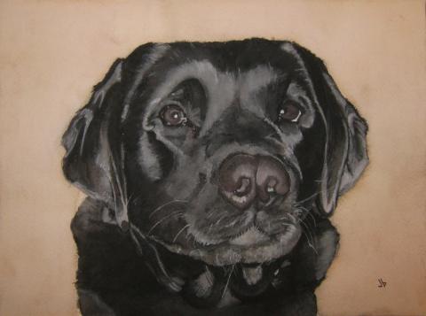 Water color painting of a black lab looking at the viewer. The silkiness of her coat is captured well.