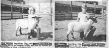 Newspaper clipping with two photos side by side. Both are taken in a pen at a fairground. Both show gradeshool aged children down on one knee behind a black-face sheep. The child on the left is a girl in a white shirt and bell-bottom jeans. She smiles at the camera. The boy in the right picture is wearing a 4-H teeshirt, glasses, and bell-bottom jeans. The captions identify the girl and Jodi Rebman and the boy as Tim Rebman, the children of Mr. and Mrs. Ed Rebman.